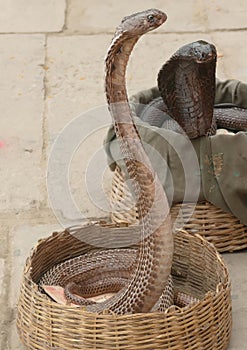 Cobras of snake charmer on the ghat