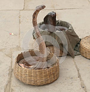 Cobras of snake charmer on the ghat