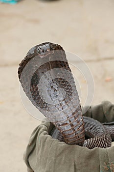 Cobras of snake charmer on the ghat photo