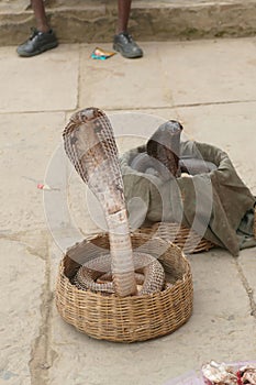 Cobras of snake charmer on the ghat photo