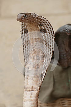 Cobras of snake charmer on the ghat photo