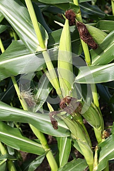 Cobs of corn in a cornfield photo