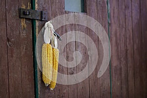 Cobs of corn drying in the open air. Connected with each other glumes. Crops harvested from the infield. Yellow tasty grain.