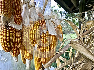 Cobs of corn drying in the open air. Connected with each other glumes. Hang on a tight rope. Crops harvested from the infield.