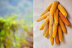 Cobs of corn drying in the open air Ñonnected with each other glumes on natural background