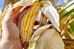 Cobs of juicy ripe corn in the field close-up. A man's hand checks the corn.