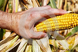 Cobs of juicy ripe corn in the field close-up. A man's hand checks the corn.