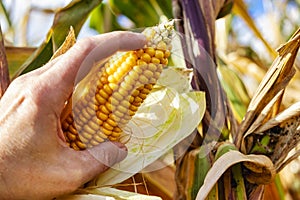 Cobs of juicy ripe corn in the field close-up. A man's hand checks the corn.