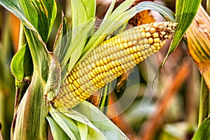 Cobs of juicy ripe corn in the field close-up. The most important agricultural crop in the world. Corn harvesting. Growing food. A