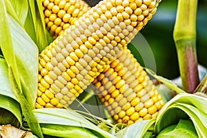 Cobs of juicy ripe corn in the field close-up. The most important agricultural crop in the world. Corn harvesting. Growing food. A