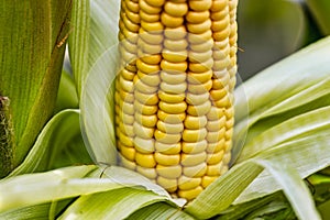 Cobs of juicy ripe corn in the field close-up. The most important agricultural crop in the world. Corn harvesting. Growing food. A