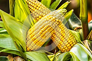 Cobs of juicy ripe corn in the field close-up. The most important agricultural crop in the world. Corn harvesting. Growing food. A