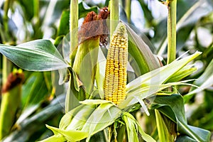 Cobs of juicy ripe corn in the field close-up. The most important agricultural crop in the world. Corn harvesting. Growing food. A