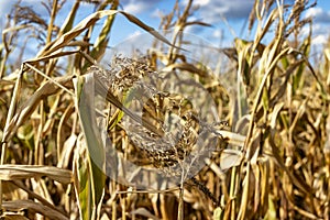 Cobs of juicy ripe corn in the field close-up. The most important agricultural crop in the world. Corn harvesting. Growing food. A