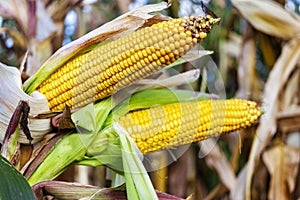 Cobs of juicy ripe corn in the field close-up. The most important agricultural crop in the world. Corn harvesting. Growing food. A