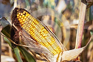 Cobs of juicy ripe corn in the field close-up. The most important agricultural crop in the world. Corn harvesting. Growing food. A