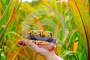 Cobs of multicolored corn in hands on corn field background.farmer in a corn field harvests. Checking corn for ripeness