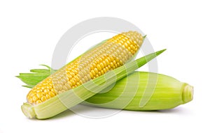 Cobs of ripe corn isolated on white background. Fresh vegetables ingredients.