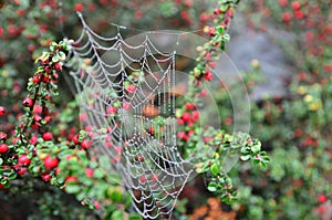 Cobweb