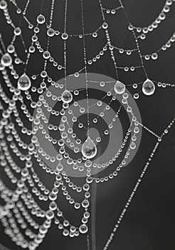 Cobweb