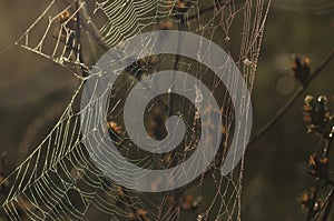 Cobweb - autumn nature detail