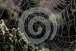 Cobweb background. Spider web with waterdrops closeup