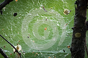 Cobweb on a background of trees. There is a web in the forest. Summer time