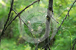 Cobweb on a background of trees. There is a web in the forest. Summer time