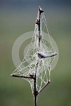 Cobweb on a branch covered with water drops