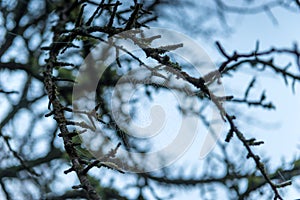 Cobweb on the branches of a tree