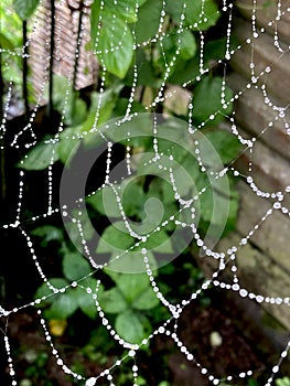 Cobweb or cobweb natural rain dew drops pattern background close-up. Cobweb net texture with morning rain bokeh. Cobweb