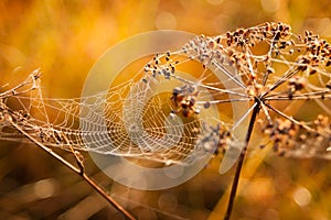 Cobweb covered in dew drops at meadow