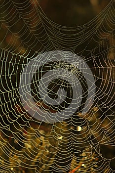 Cobweb Covered In Morning Dew. Autumn Moody Meadow.