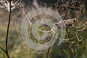 Cobweb at dawn, which is covered with dew drops