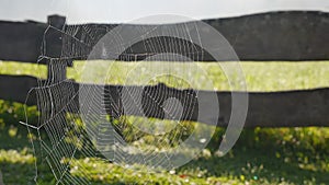 Cobweb delicately moving in a gentle breeze