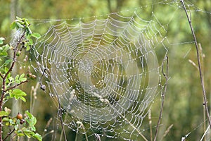 Cobweb and dew
