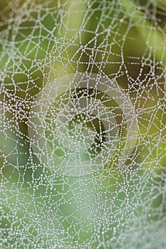Cobweb dew drop of water