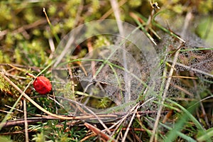 Cobweb dew drop of water