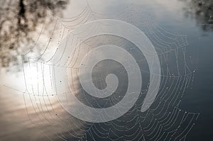 Cobweb with dew drops