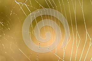 Cobweb dew drops background