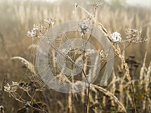 Cobweb with dew drops in morning fog at dawn on blurred background close-up view