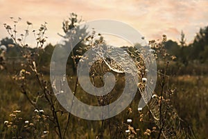 Cobweb in dew on flowers and grass in the early morning. Freshness of the morning meadow.