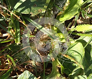 cobweb with dewdrops after the morning mist