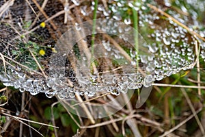 Cobweb with droplets hanging. Spider web in the forest with drops of water after rain.
