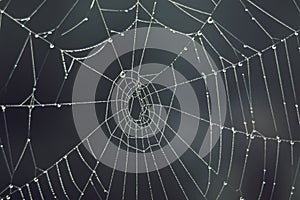 Cobweb - drops of morning dew on a spider web