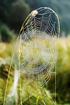 Cobweb of garden-spider with dew drops