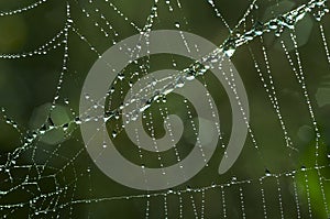 Cobweb with glistening dewdrops