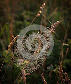 Cobweb on grass
