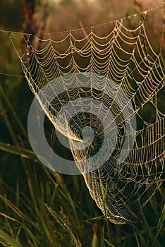 Cobweb in grass meadow