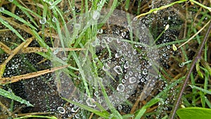 Cobweb grass and morning dew II